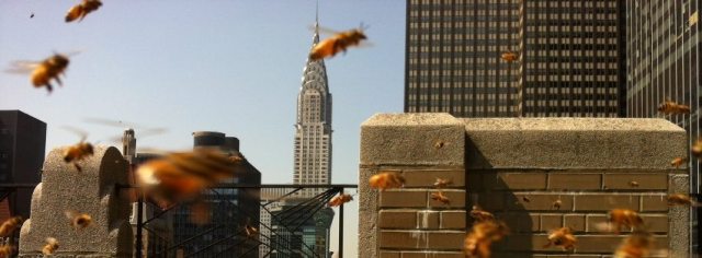 Apicultura urbana: las abejas toman la ciudad